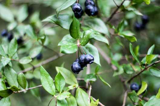 close up photography of blueberries