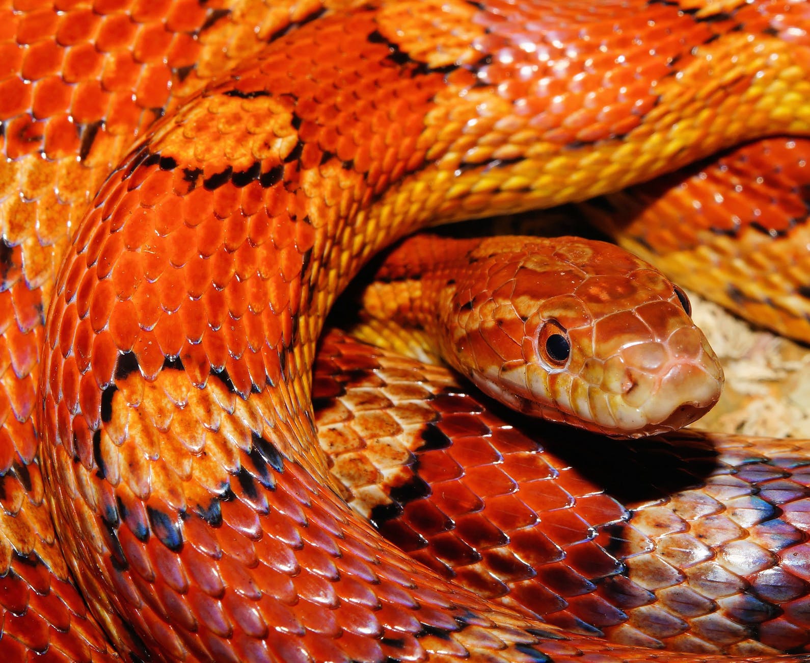 orange head reptile portrait