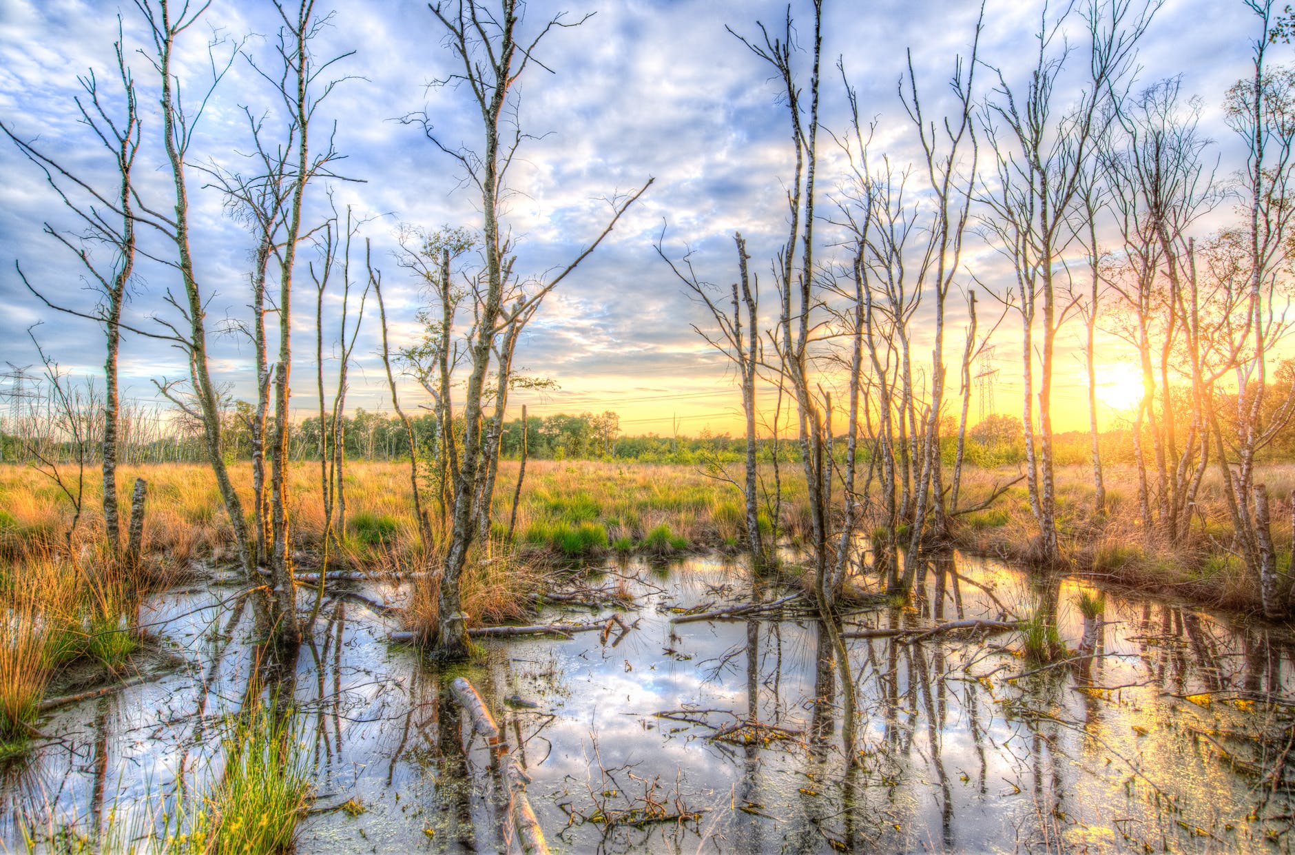 birch clouds fall grass