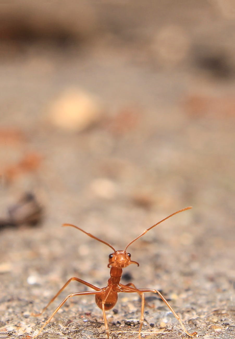 close up photography of ant