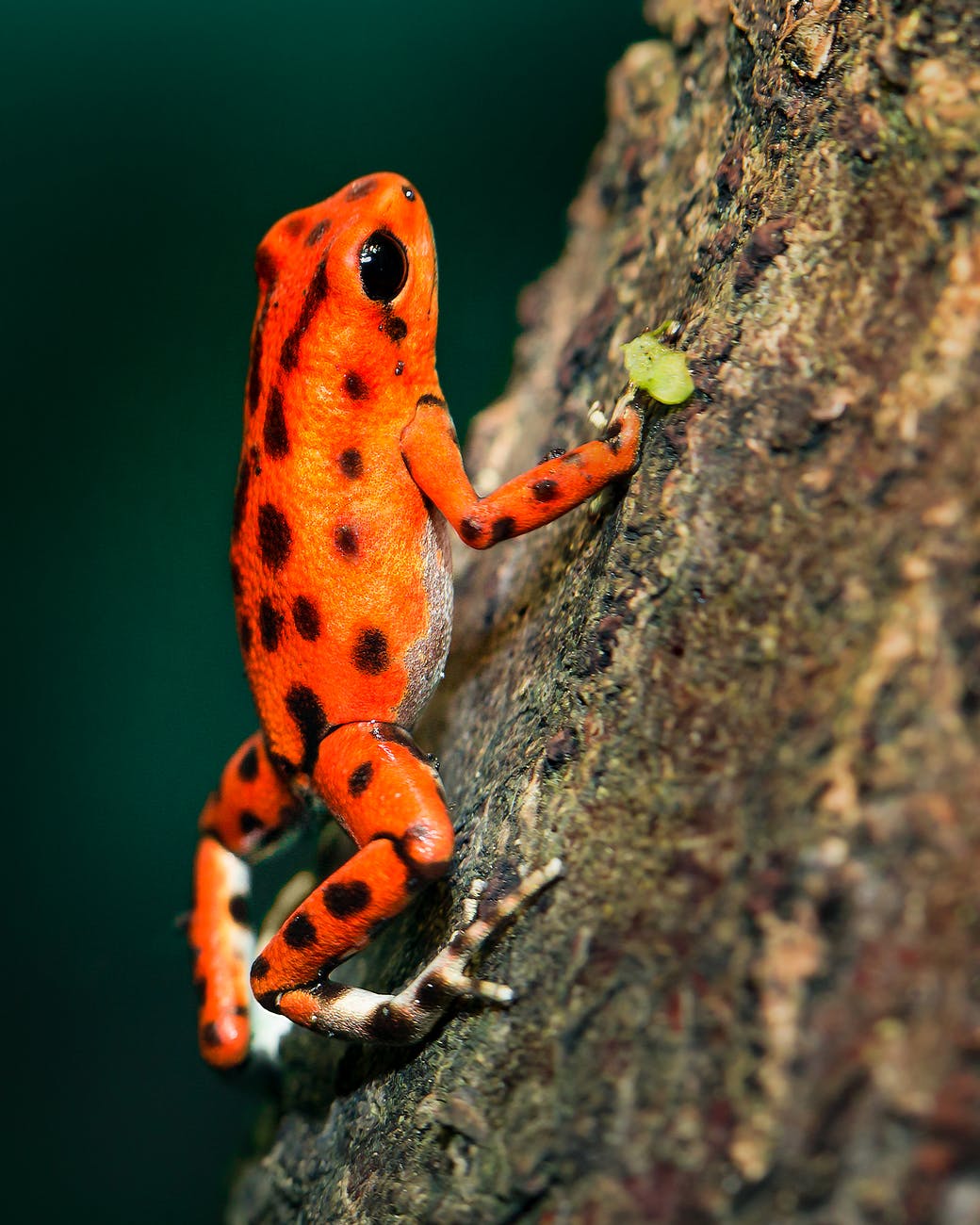 orange and black poison darth frog