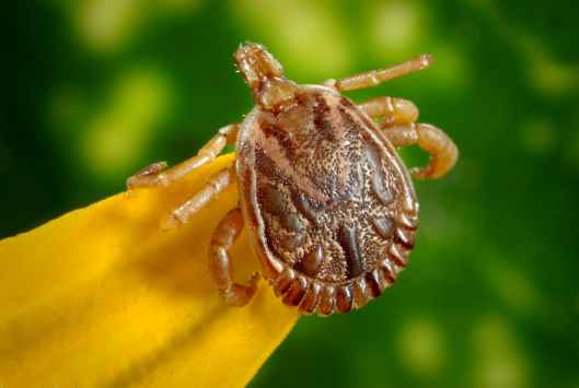 male bugs illness disease