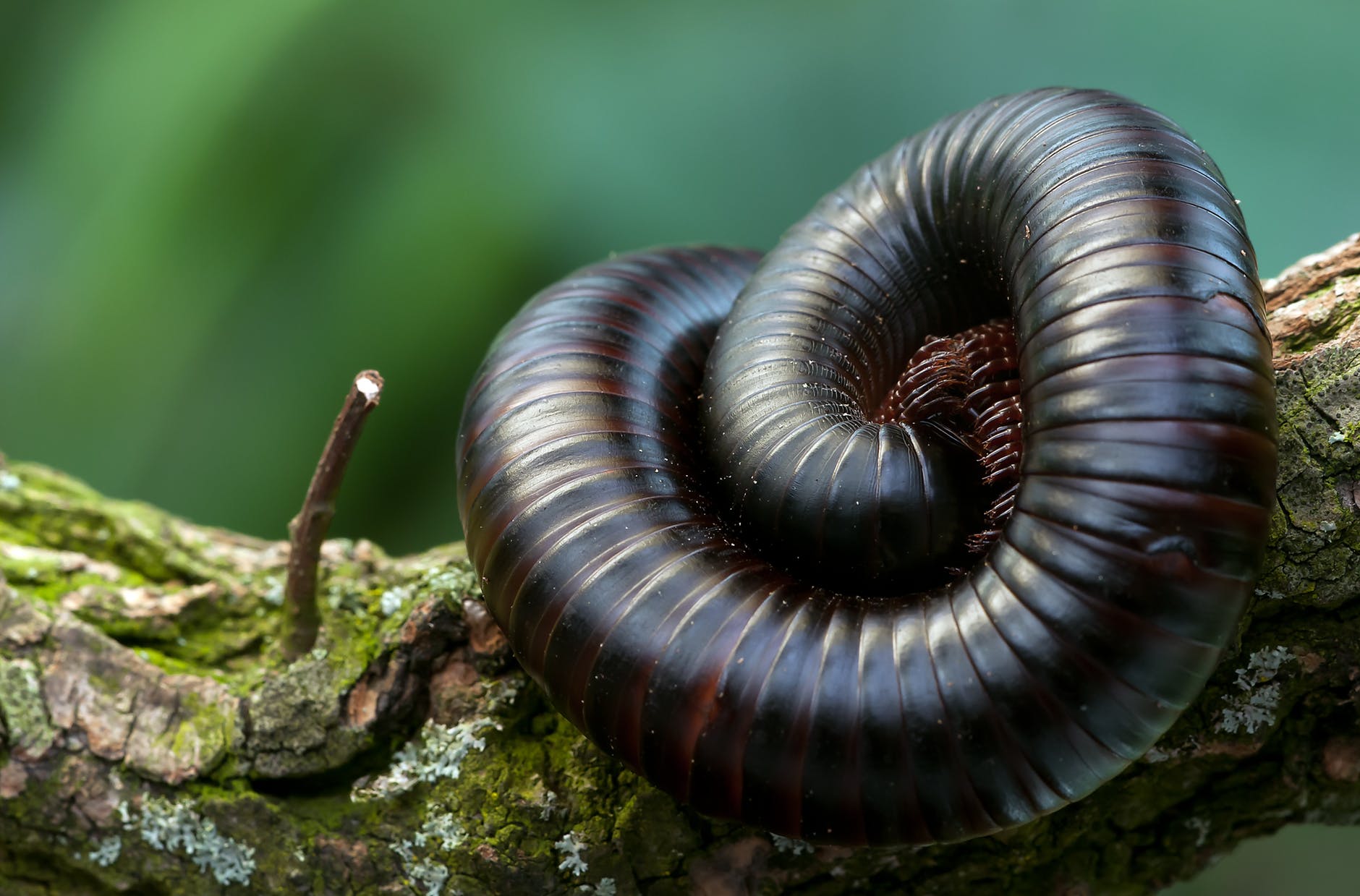 black and brown millipede on a green and brown branch