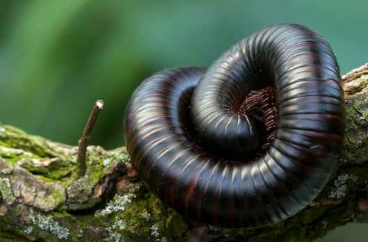 black and brown millipede on a green and brown branch