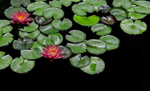 red and green lily pads focus photography