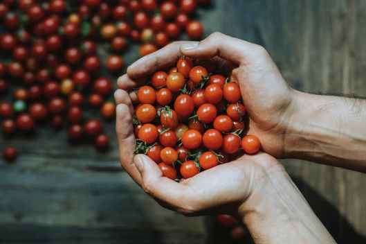 close up of hands holding cherry tomatoes