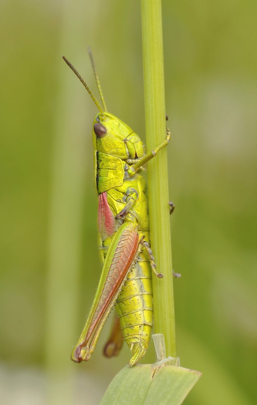 green grasshopper