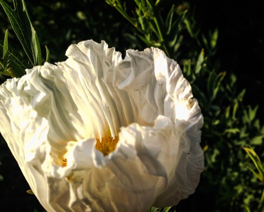 1F0737E1-DF24-43DB-9267-300AA07352CE