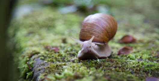 slow slug snail shell