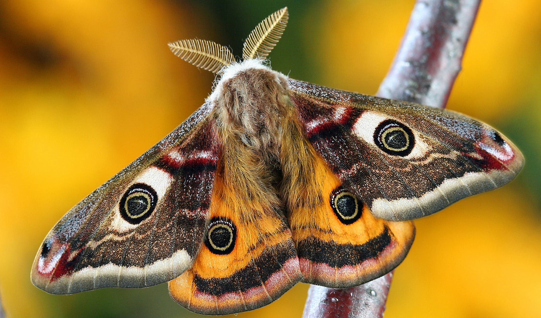 white brown and orange moth