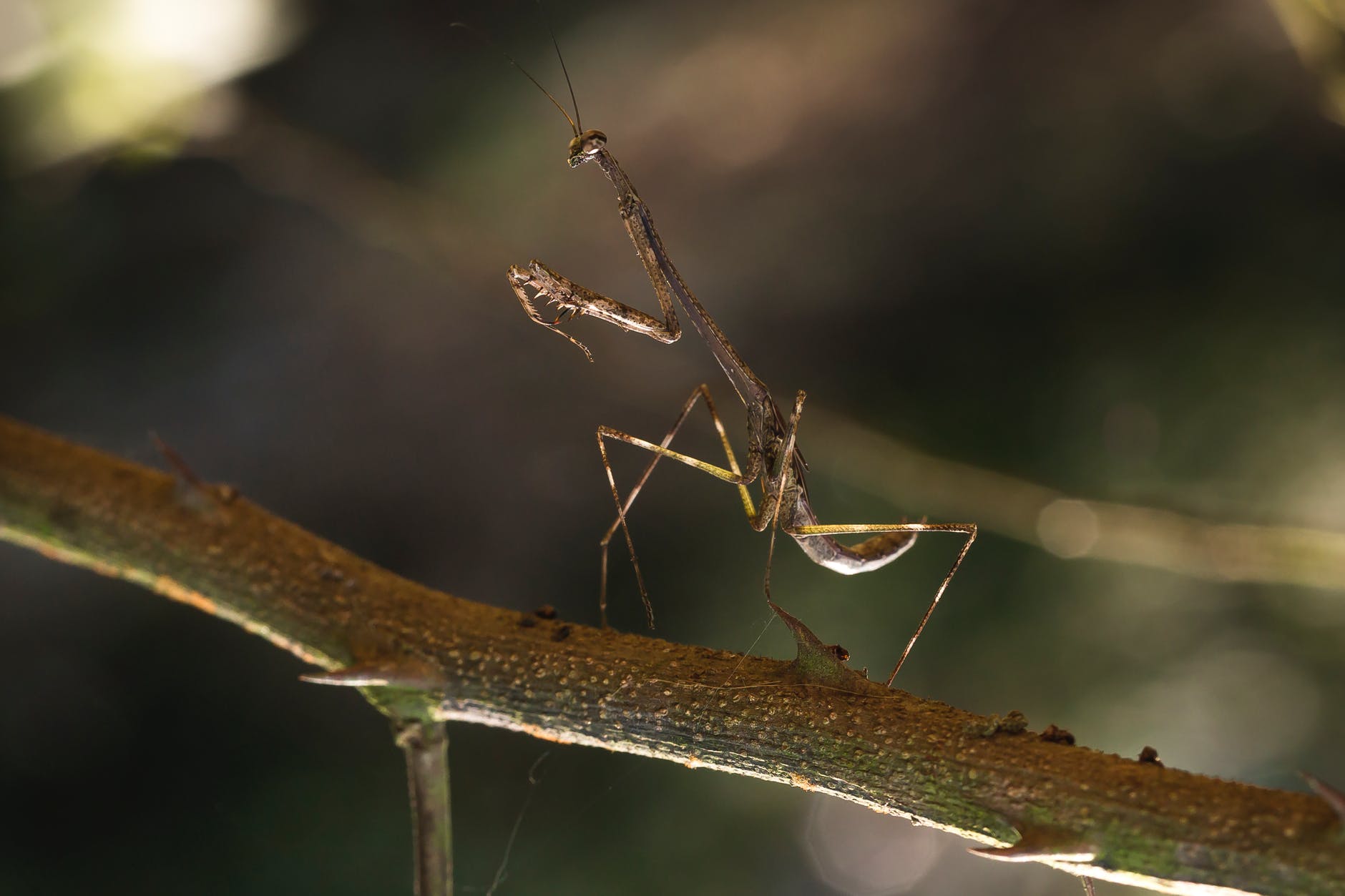 close up photo of brown praying mantis on a branch