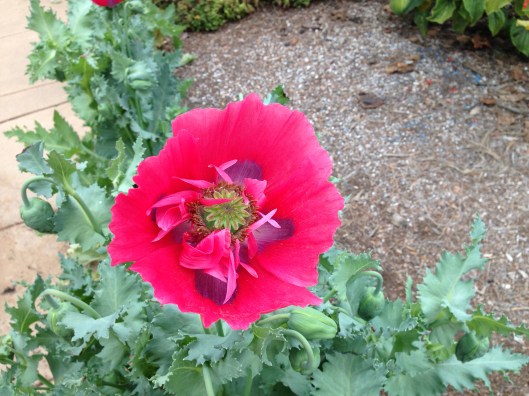 341FDF56-2A6F-4068-8A00-9E2924C095A7