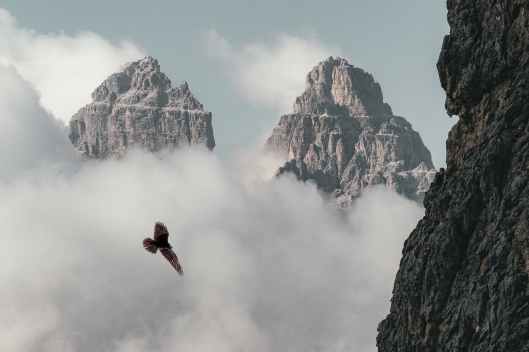 brown bird flying near mountain