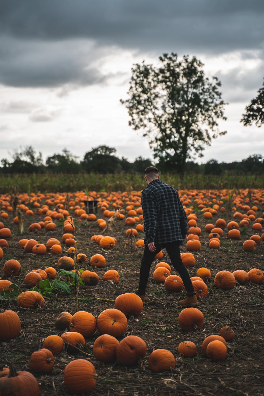 photo of man walking surrounded with pumpkins