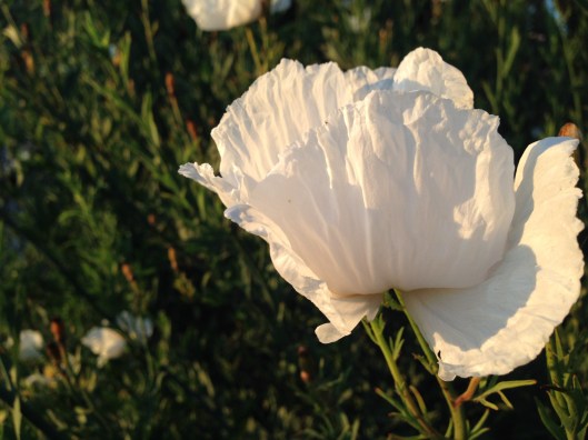 6ED86DEA-F6EC-4482-827F-8275A931F7F0