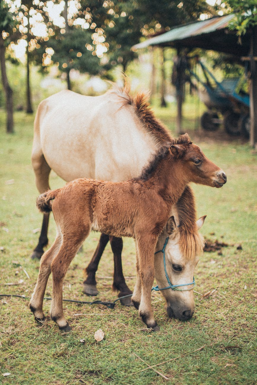 horse and foal at field