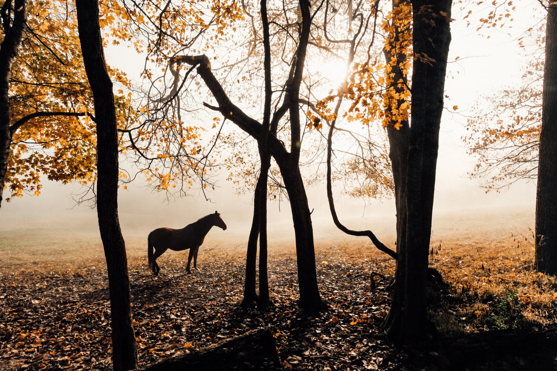 horse near trees