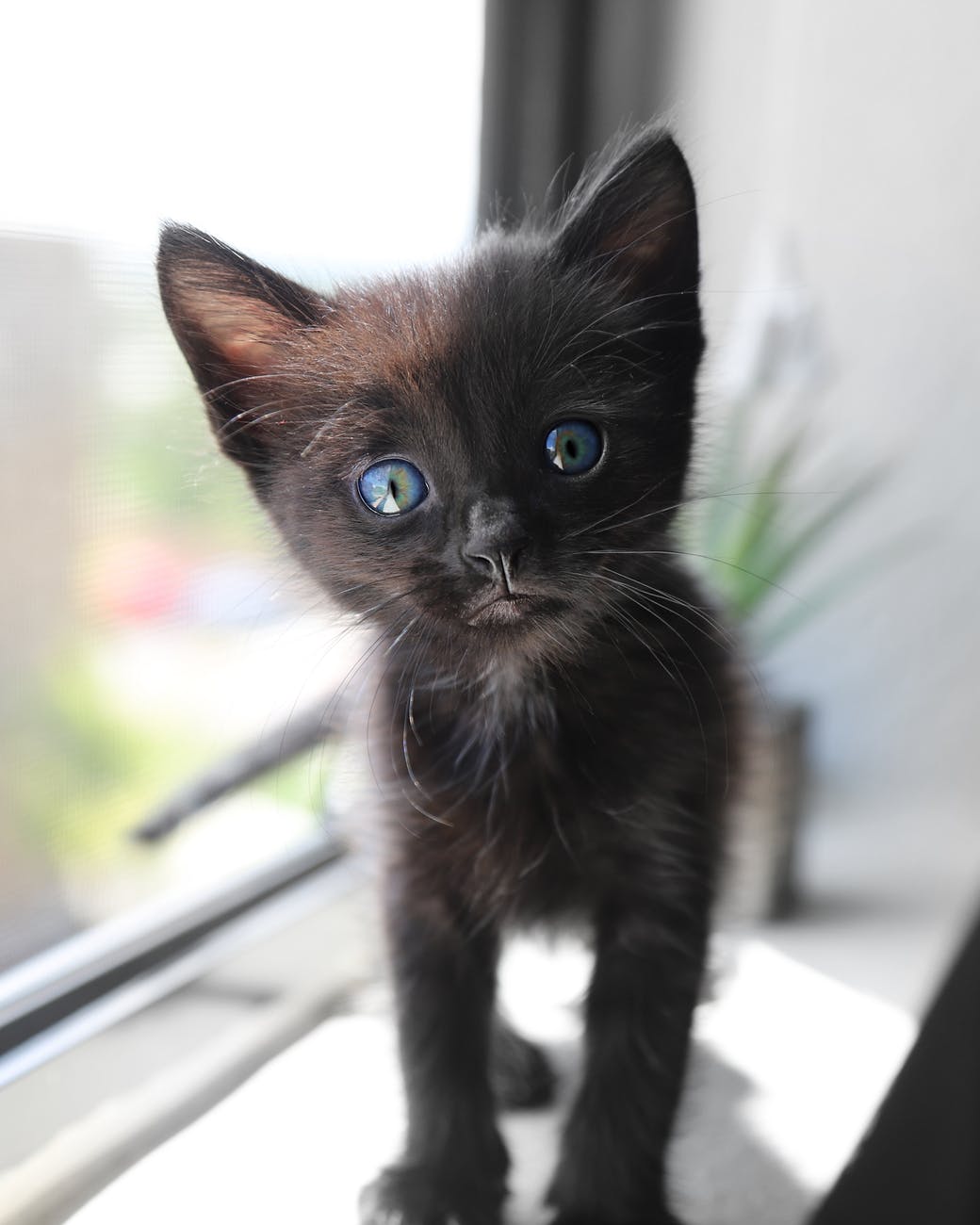 cute short fur black kitten with blue eyes