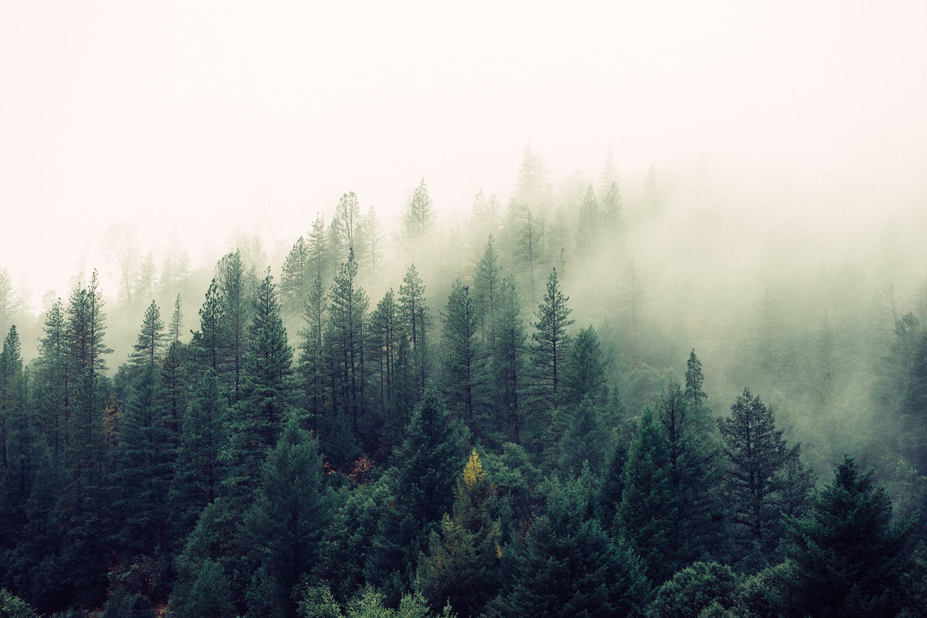 nature forest trees fog