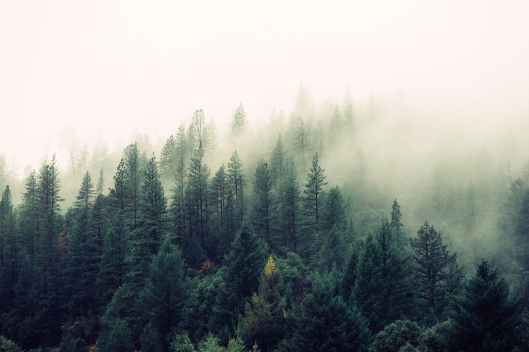 nature forest trees fog