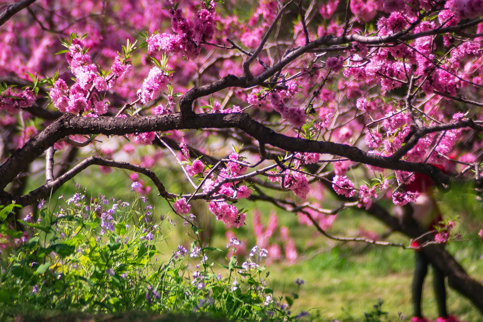 closeup photo of pink petaled flower tree