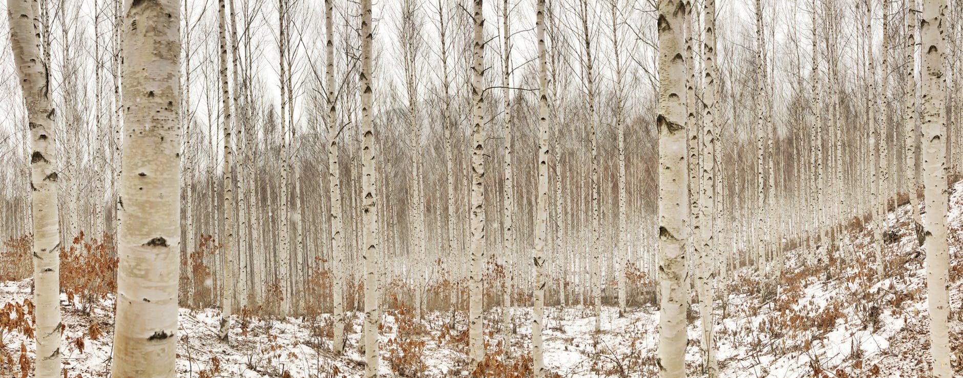 birch tree photography