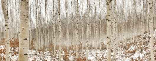 birch tree photography