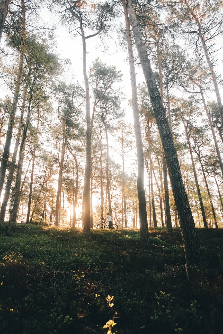 person in the middle of a forest