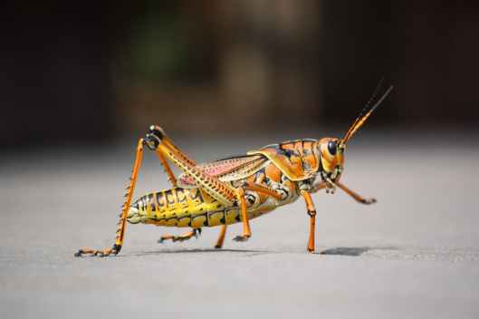 nature animal insect grasshopper