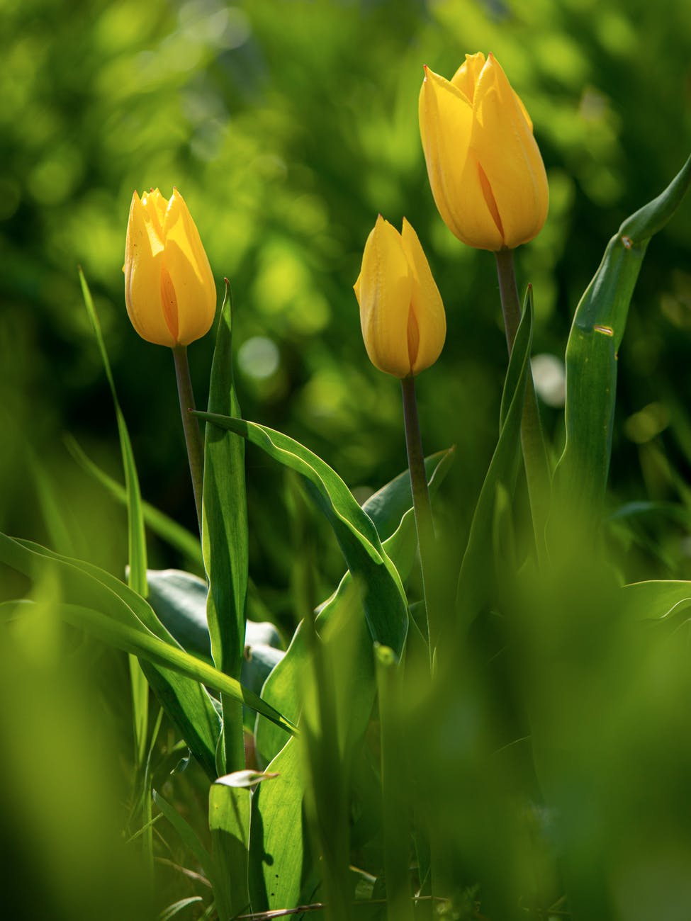 yellow tulips in bloom