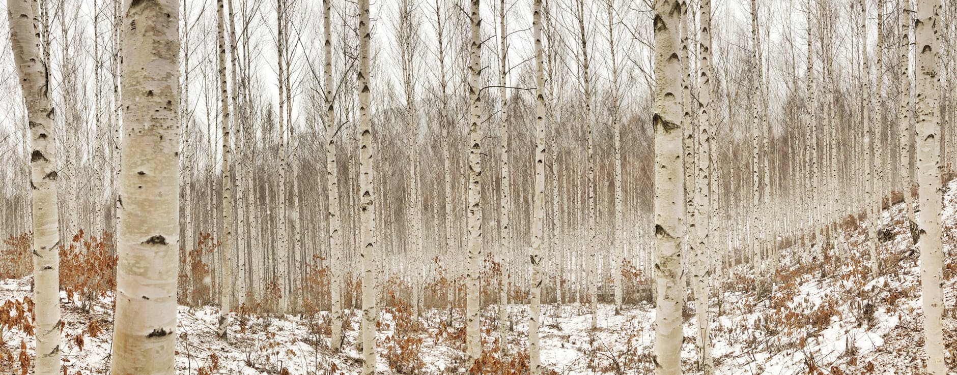 birch tree photography