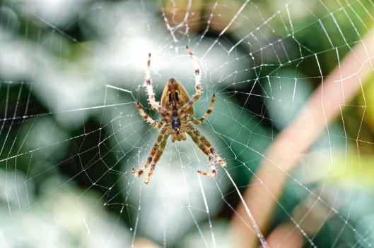 close up photo of spider