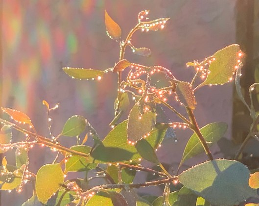 The golden sunrise glows through delicate leaves covered with dew drops.