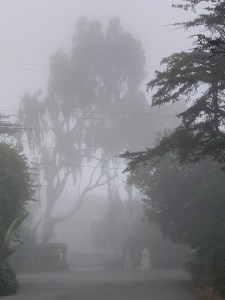 Large eucalyptus trees in the early morning fog