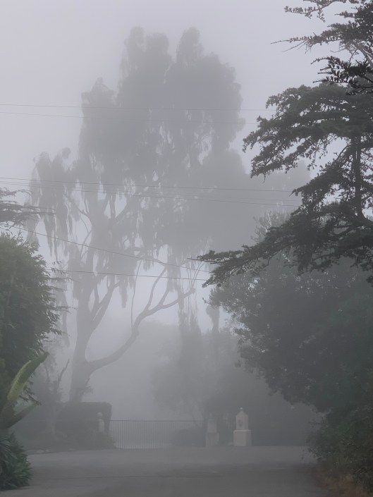 Large eucalyptus trees in the early morning fog
