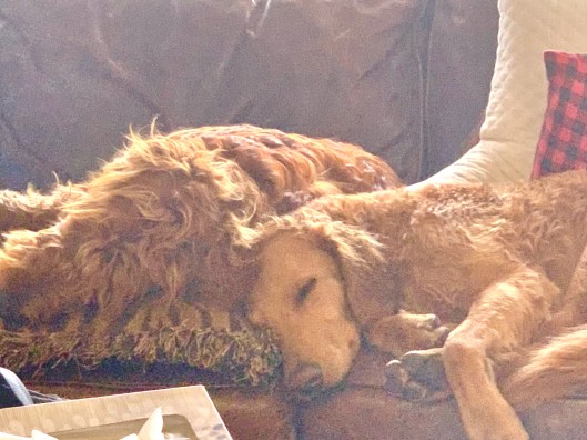 Two Golden Doodle Dogs cuddling on the couch
